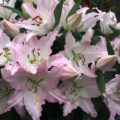 Lilium Burlesca