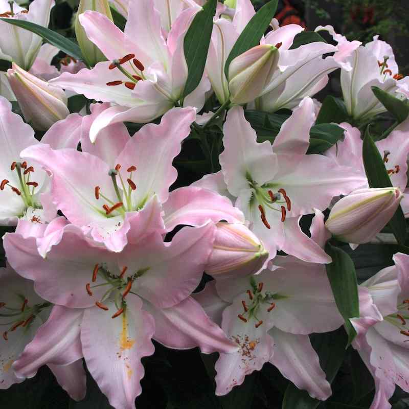 Lilium ‘Burlesca’ – Orientalsk lilje