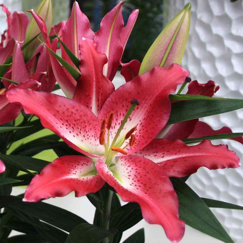 Lilium Entertainer