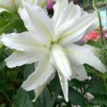 Lilium 'Lotus Beauty'