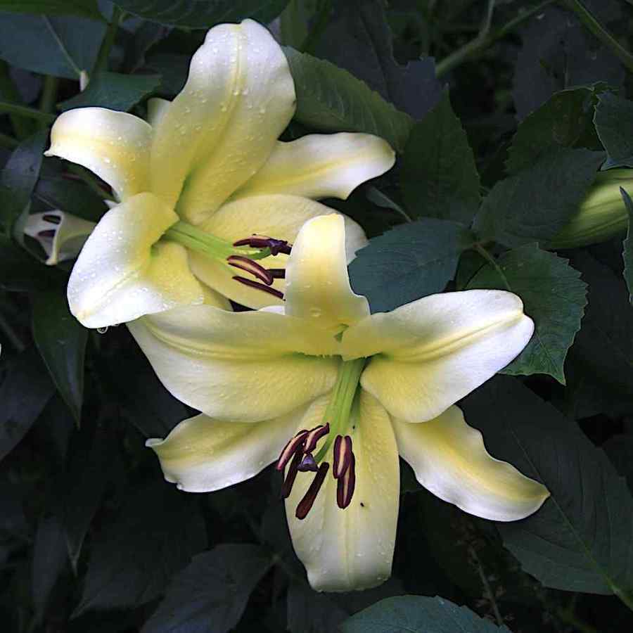 Lilium 'Mother's Choice'