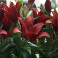 Lilium Red Rock