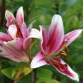 Lilium 'Rose de Fonce'