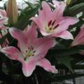 Lilium Sea of Love