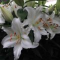 Lilium Valdez