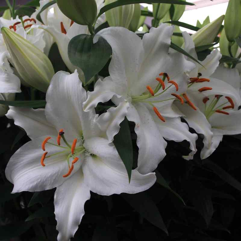 Lilium ‘Valdez’ – Orientalsk lilje