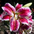 Lilium speciosum rubrum 'Uchida'