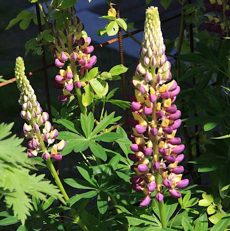 Lupinus ‘Tutti Frutti’