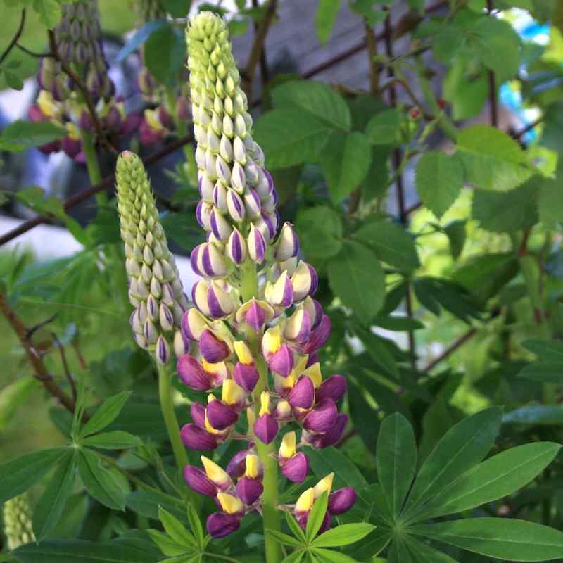 Lupinus Tutti Frutti