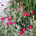 Lychnis coronaria Rose Campion