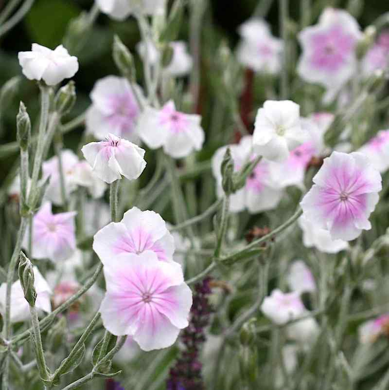 Lychnis coronaria oculata 'Angels Blush'