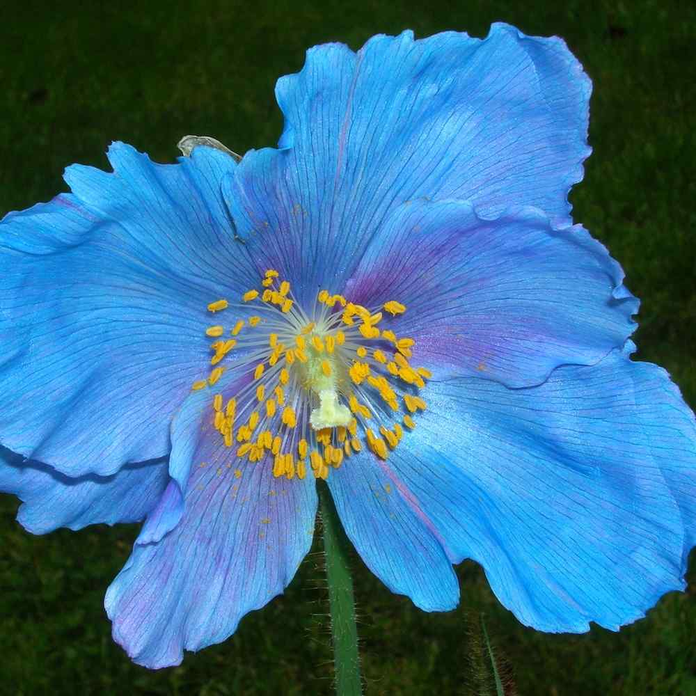 Meconopsis Lingholm