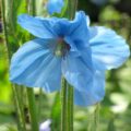 Meconopsis Slieve Donard