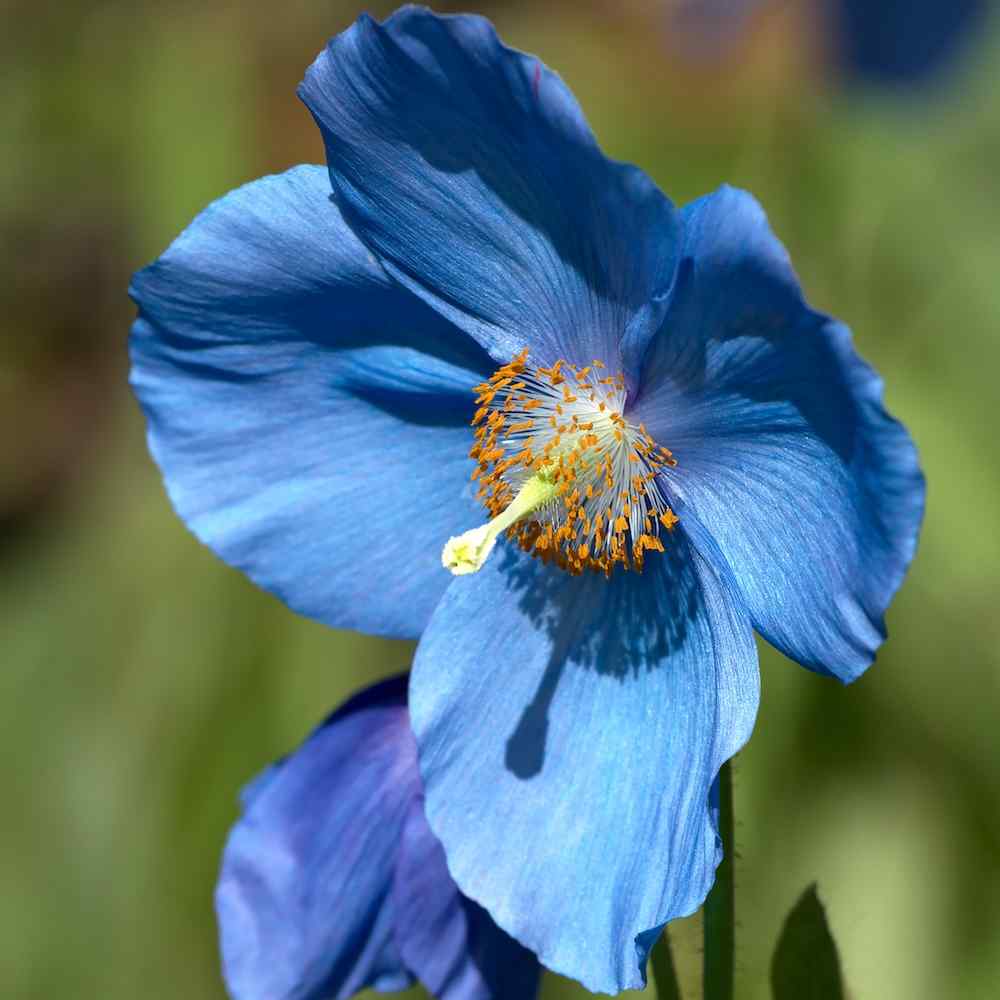 Meconopsis grandis