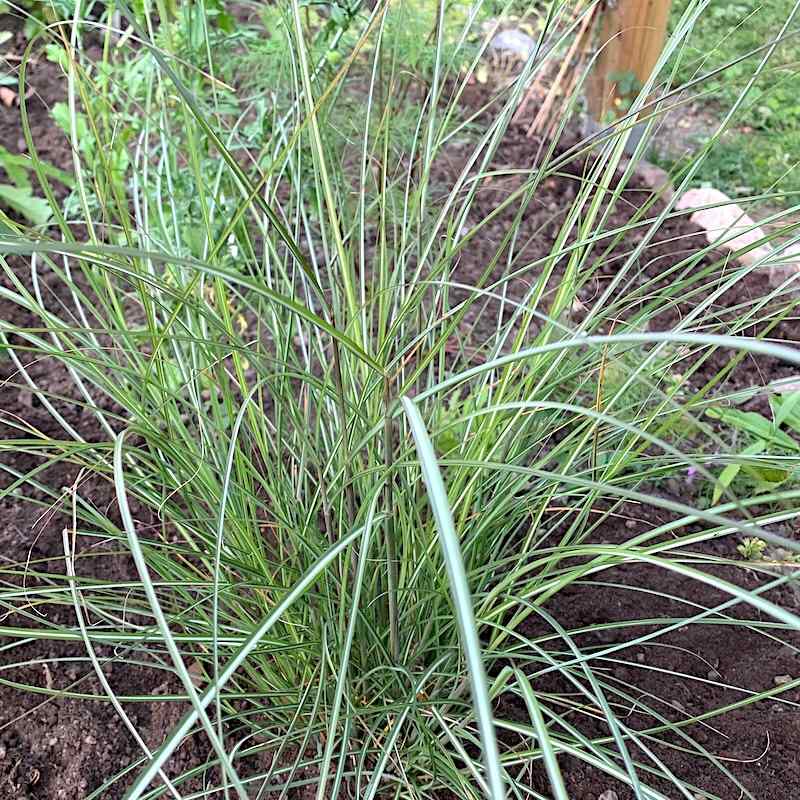 Miscanthus gracillimus