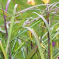 Miscanthus sinensis Malepartus