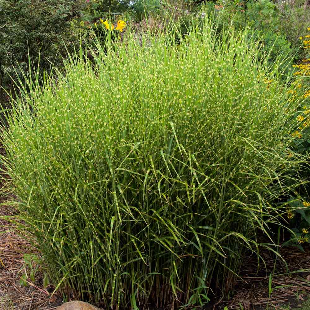 Miscanthus sinensis Zebrinus