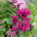 Monarda Loddon Crown