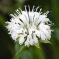 Monarda Schneewitchen