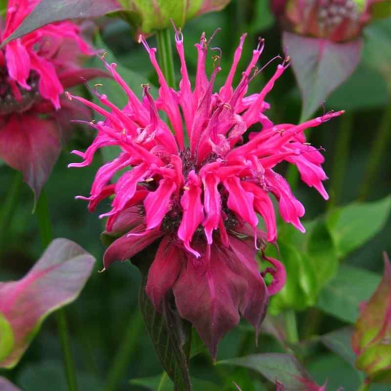 Monarda didyma ‘Panorama’ – Etasjeblomst