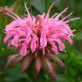 Monarda didyma Croftway Pink