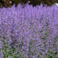 Nepeta Junior Walker
