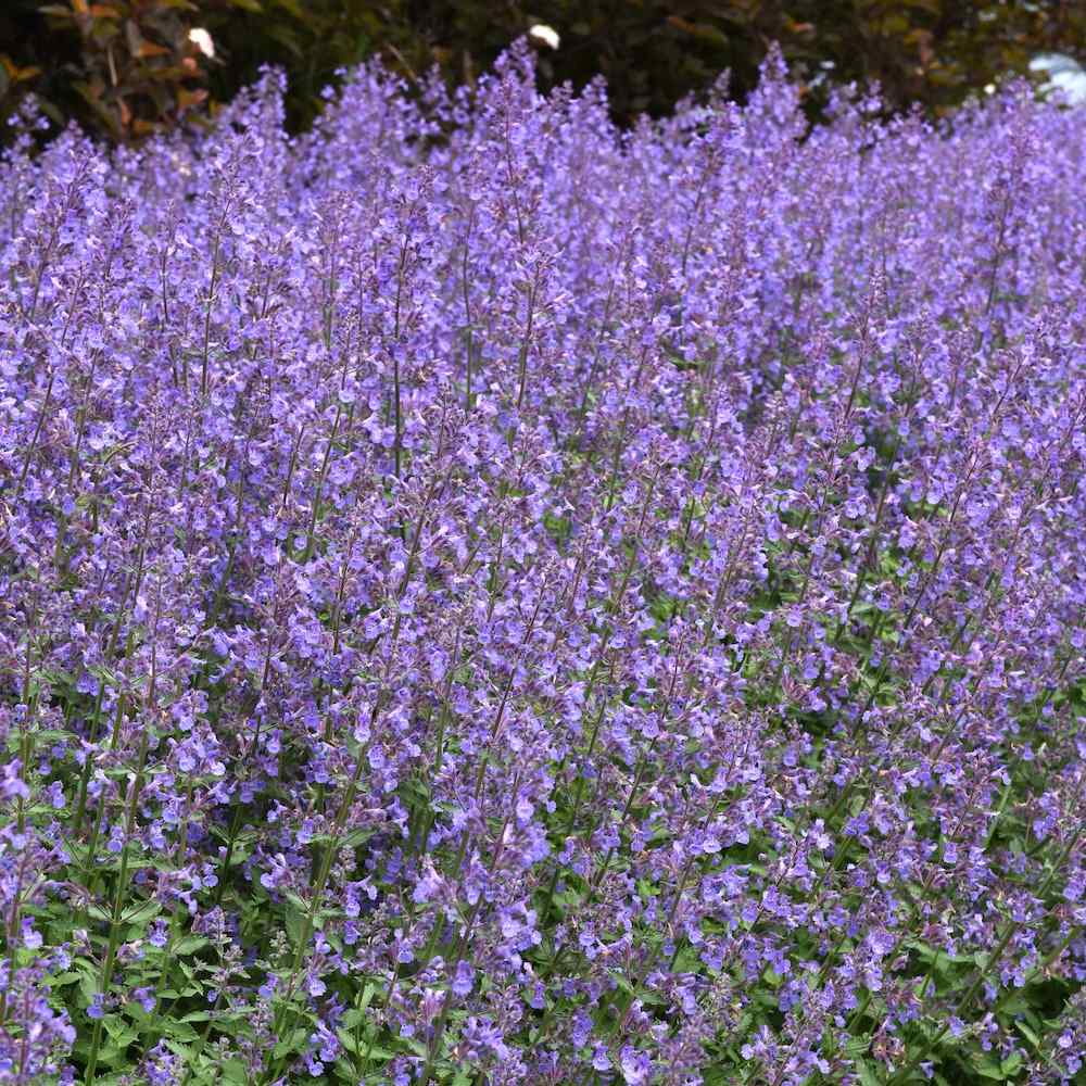 Nepeta faassenii ‘Junior Walker’ – Prydkattemynte