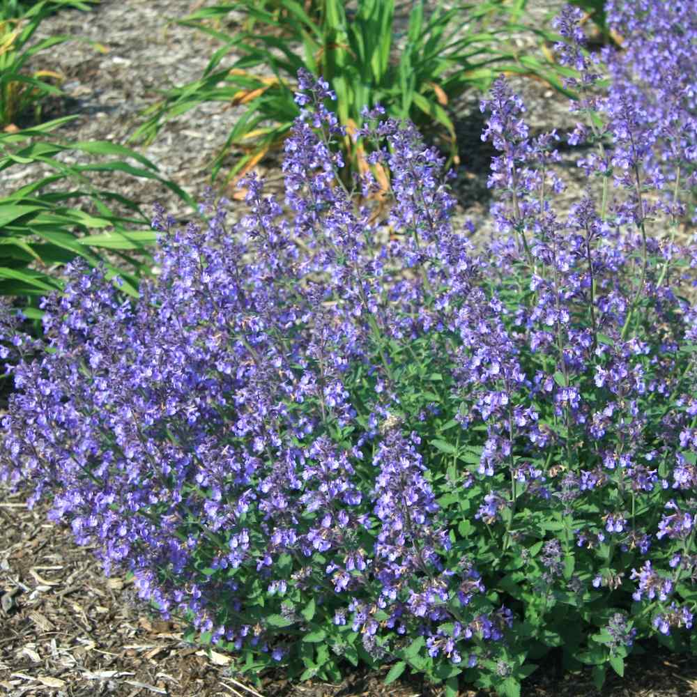 Nepeta Junior Walker