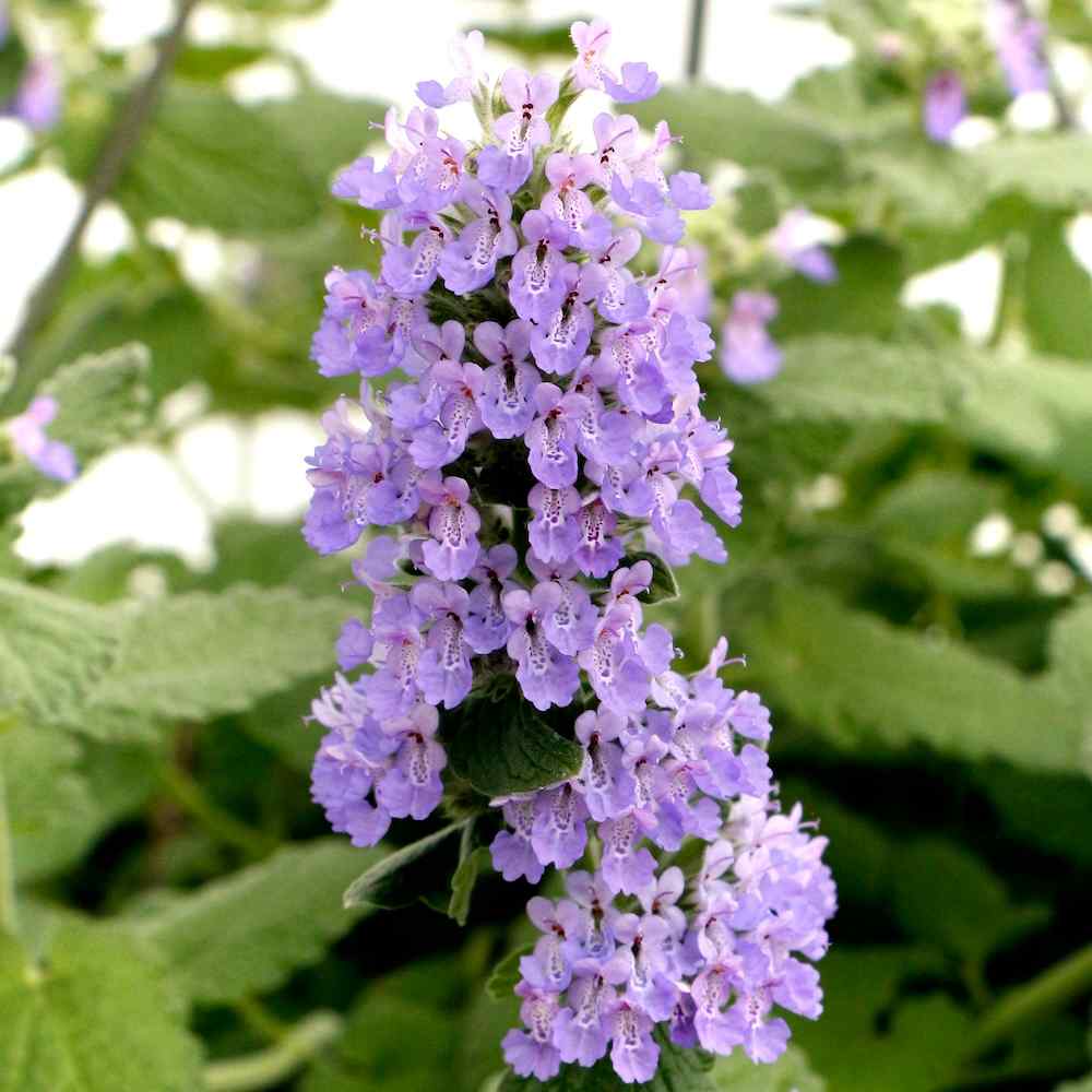 Nepeta Purple Haze