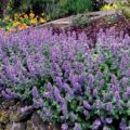 Nepeta Purple Haze