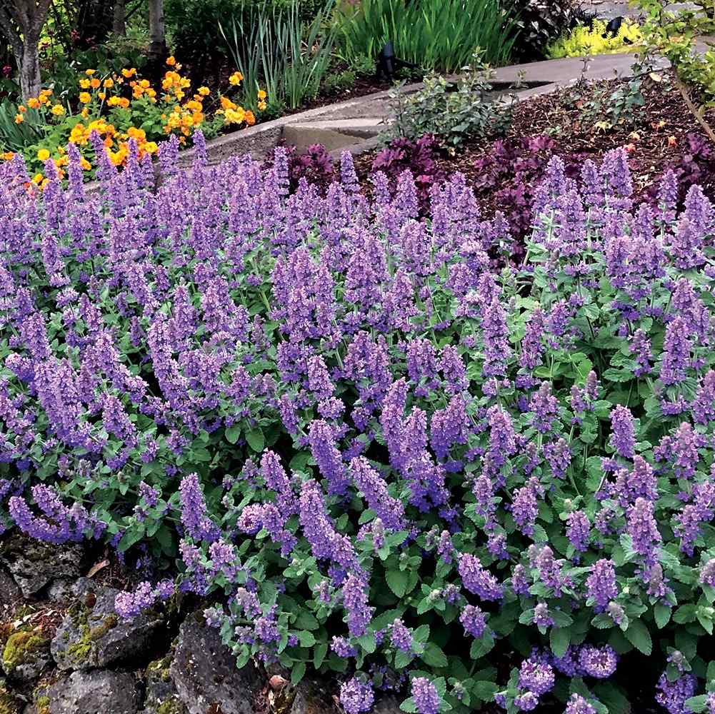 Nepeta ‘Purple Haze’ – Prydkattemynte