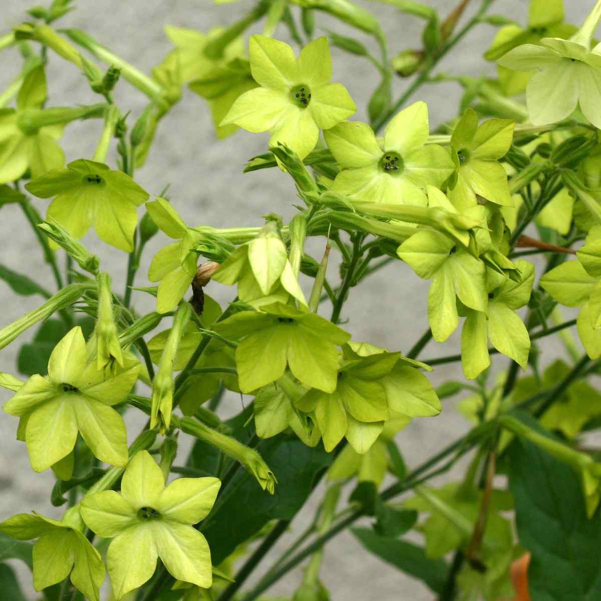 Nicotiana Lime Green
