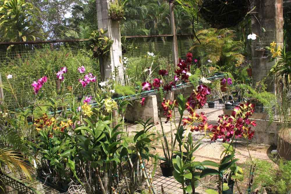 Orchid World, Barbados