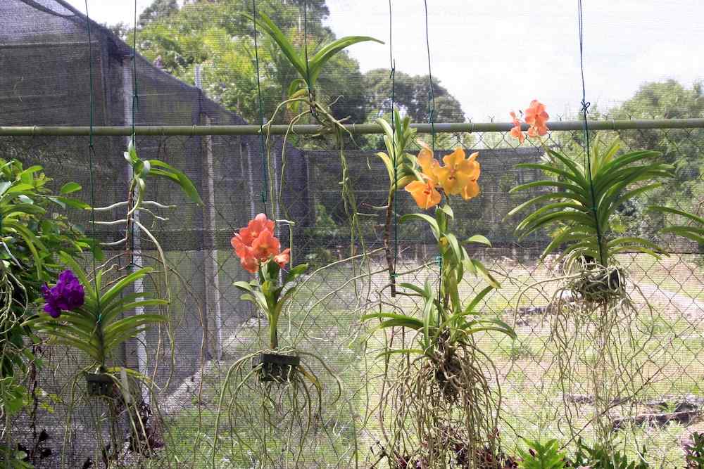 Orchid World, Barbados