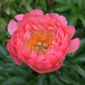 Paeonia 'Coral Sunset'