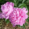 Paeonia 'Edulis Superba'