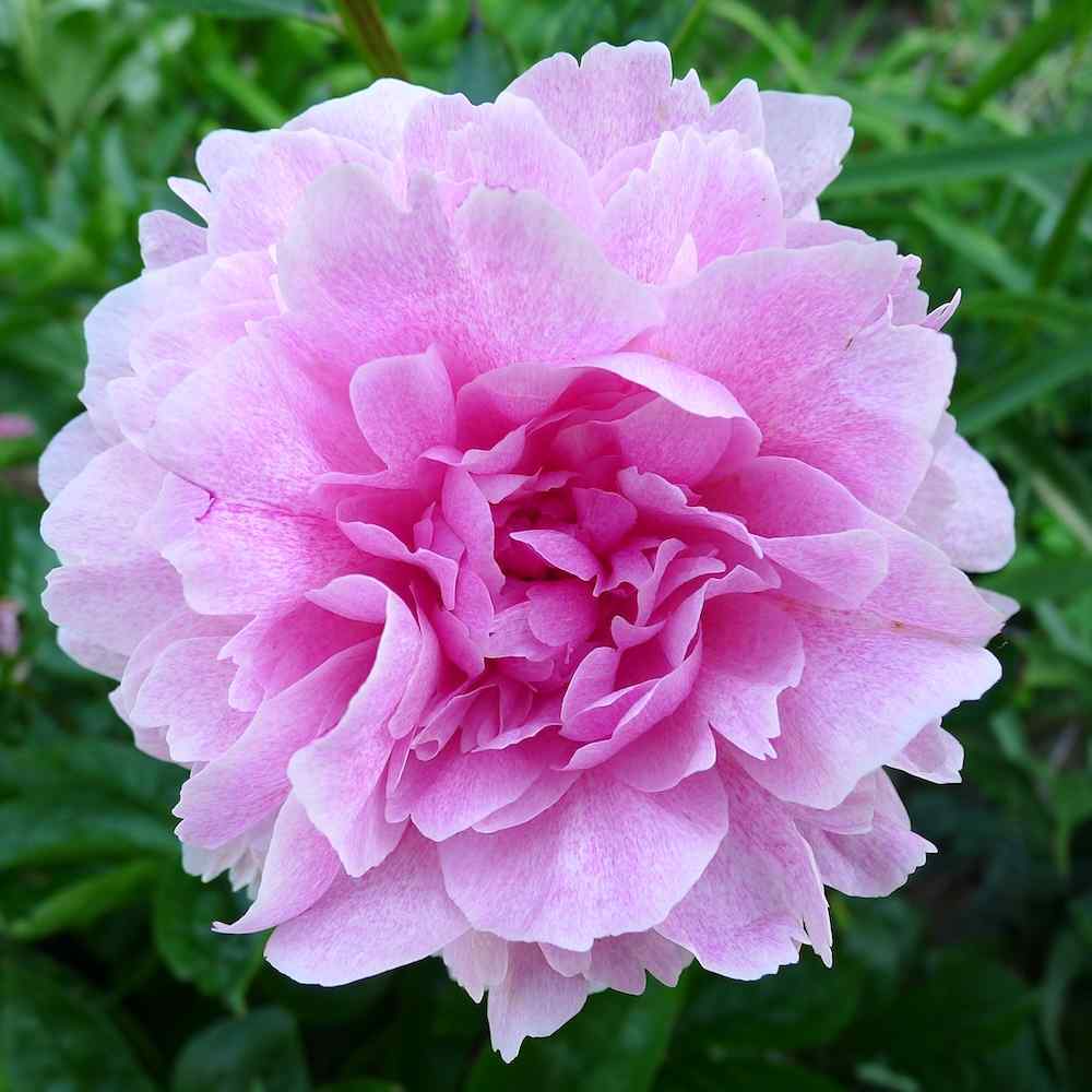 Paeonia ‘The Fawn’ – Pion