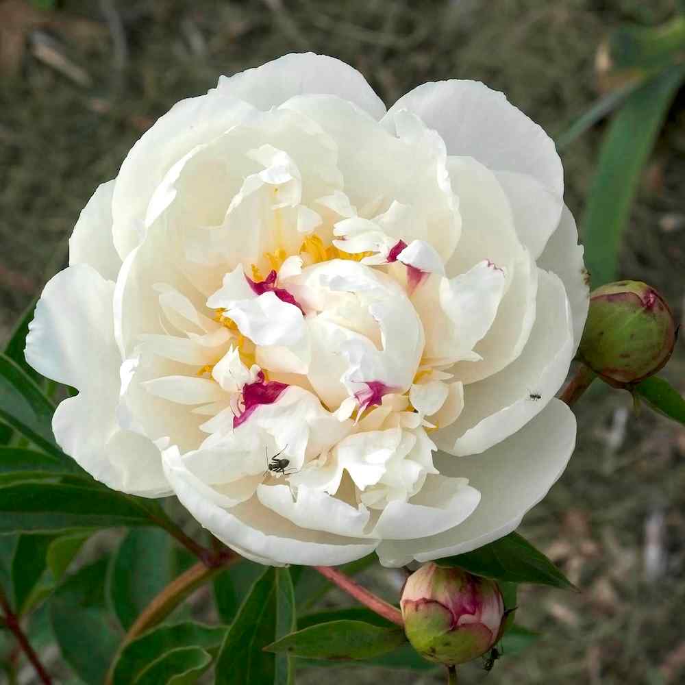 Paeonia lactiflora ‘Gardenia’ – Silkepion