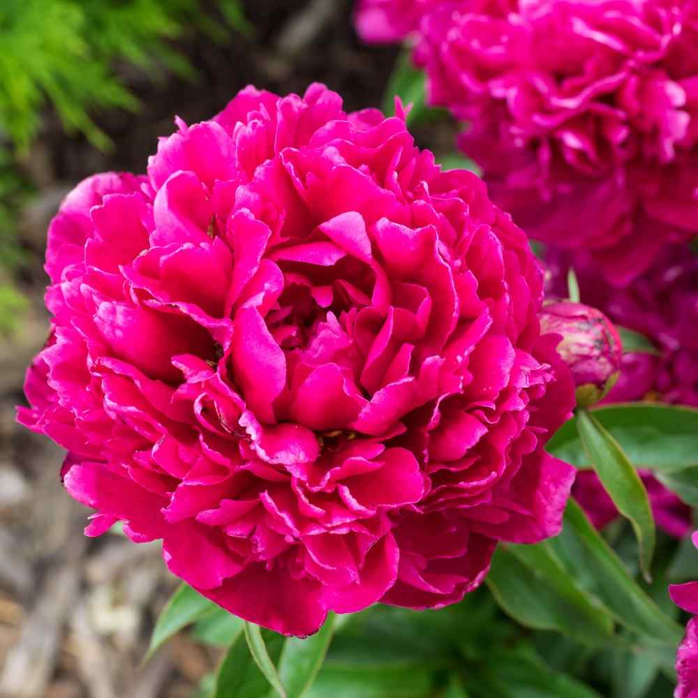 Paeonia ‘Kansas’ – Pion