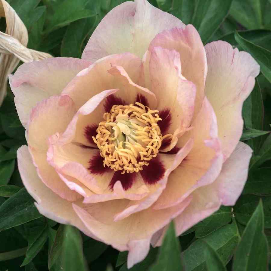 Paeonia 'Itoh Pastel Splendor'