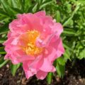 Paeonia Showgirl