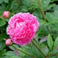 Paeonia lactiflora Auguste Dessert