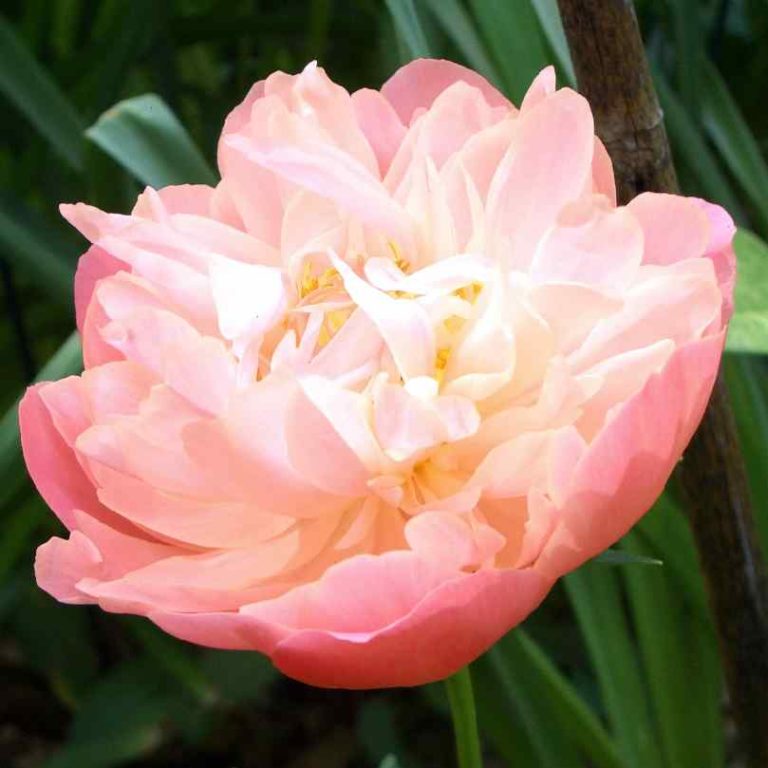 Paeonia lactiflora Pink Hawaiian Coral