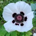 Papaver Royal Wedding