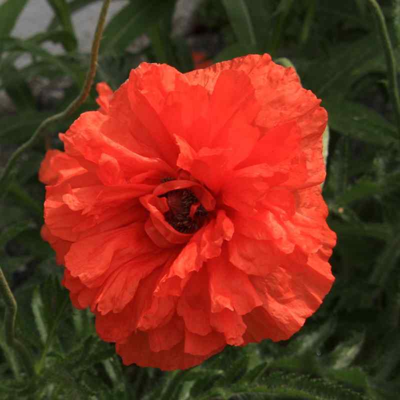 Papaver intermedium