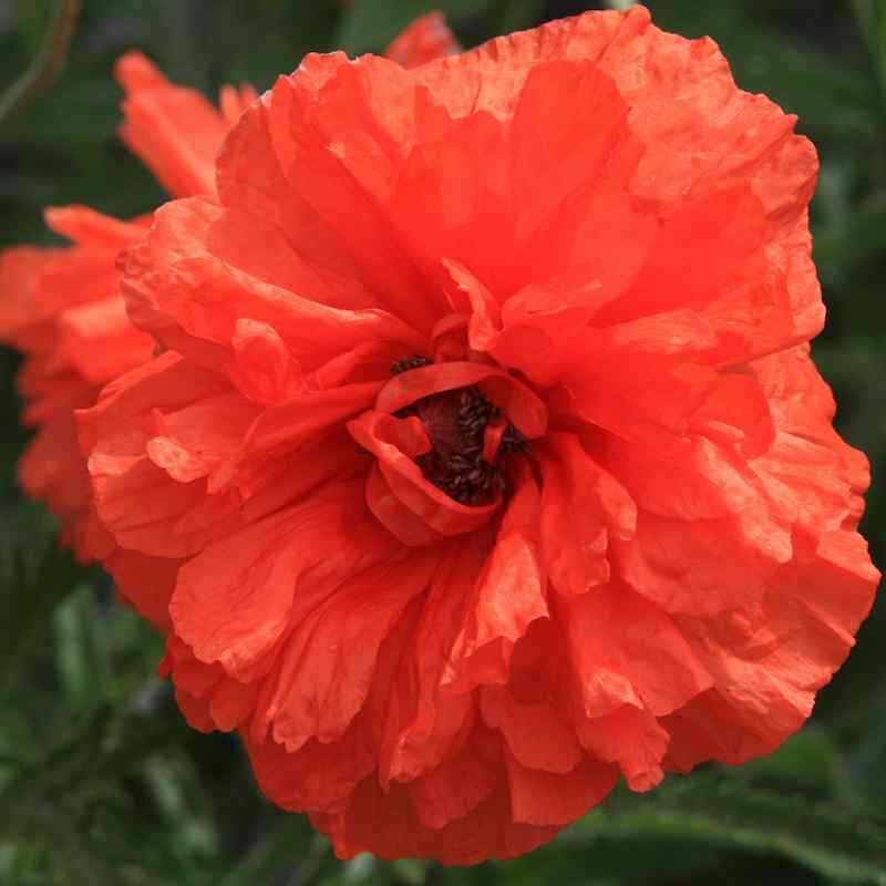 Papaver x intermedium – Valmue