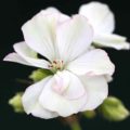 Pelargonium Alpine Glow