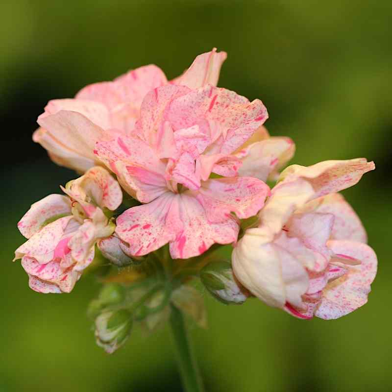 Pelargonium Amy