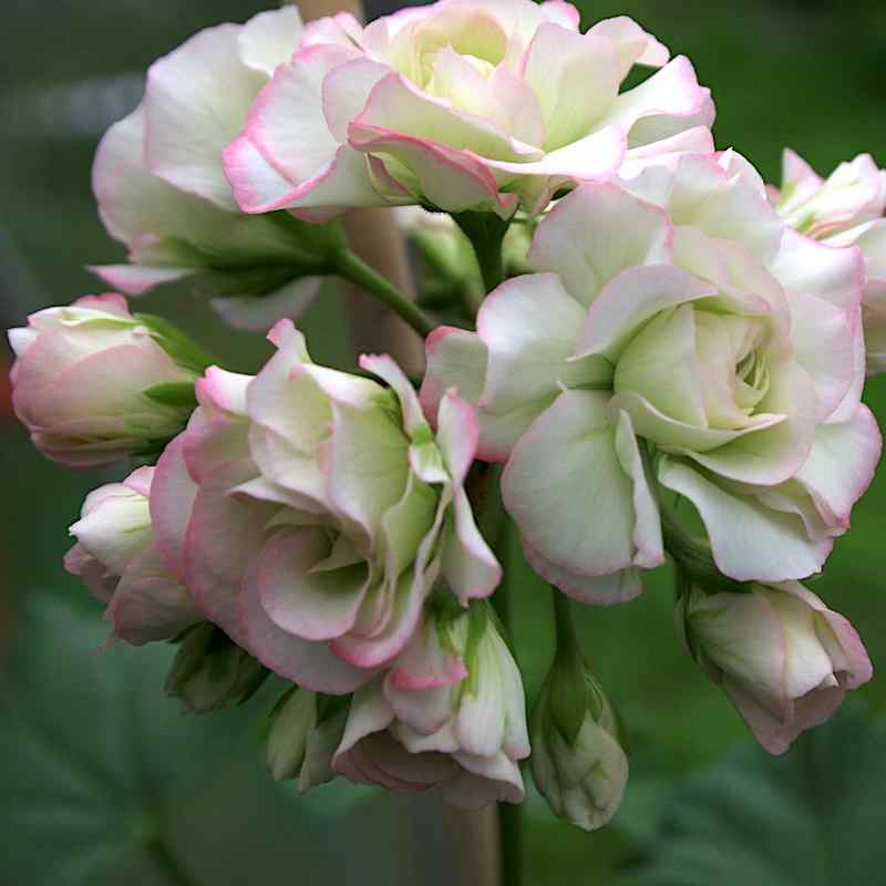 Pelargonium Appleblossom Rosebud