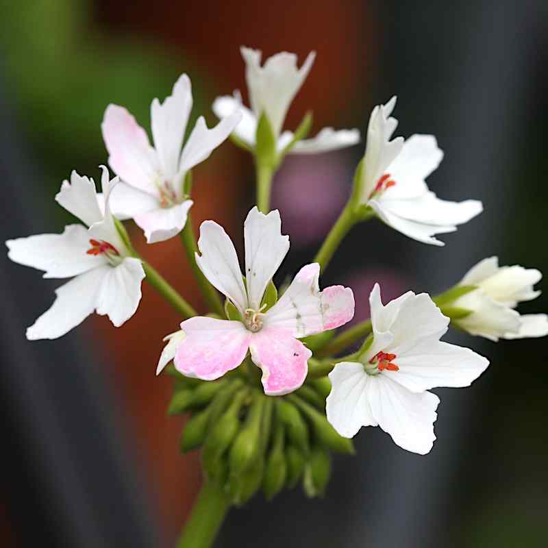 Pelargonium Arctic Star